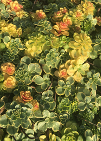 Sedum kamtschaticum 'Variegatum'